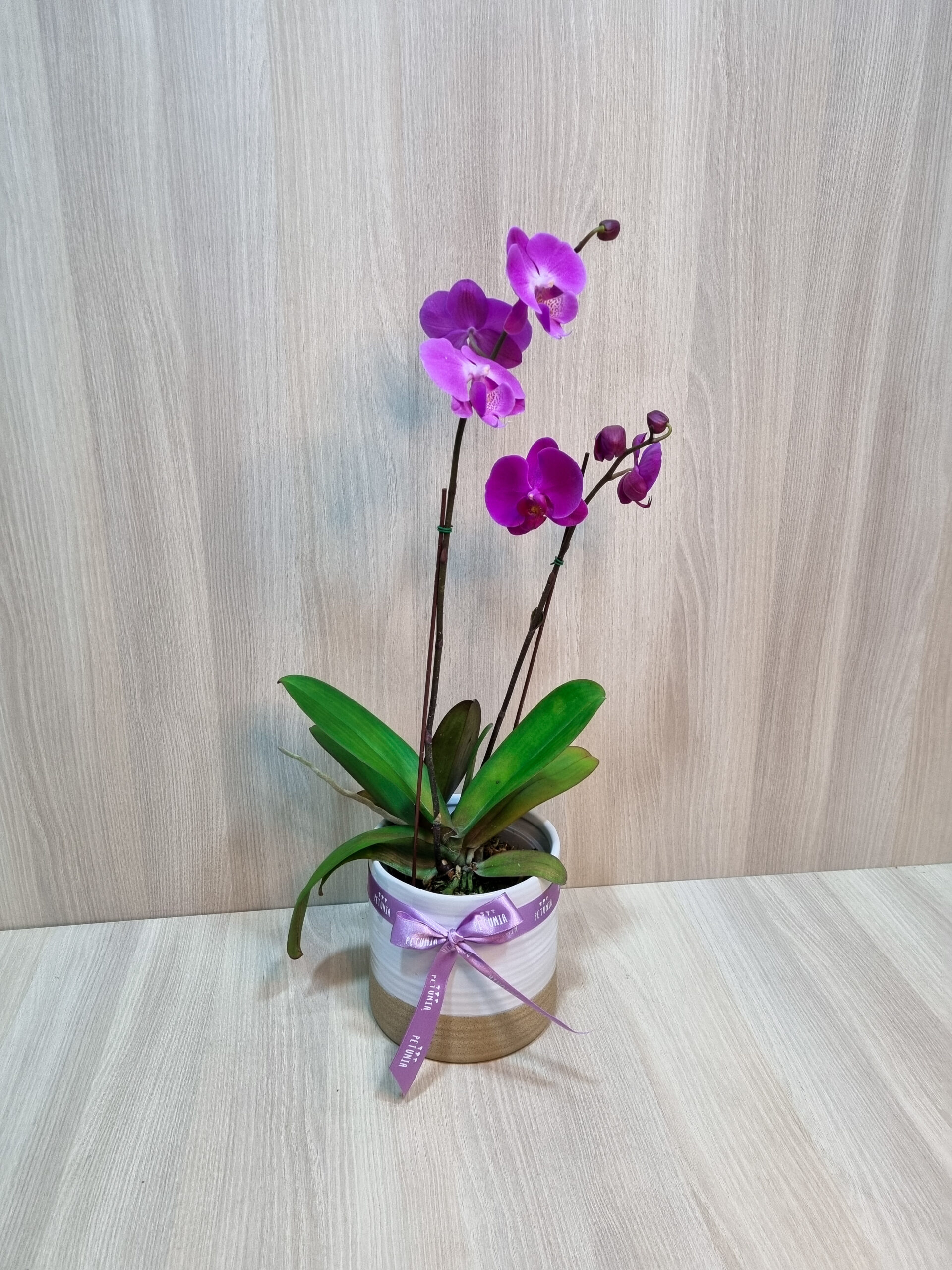Orquídea de dos varas - Petunia Florerías - Tienda Flores Online Lima y  Arequipa