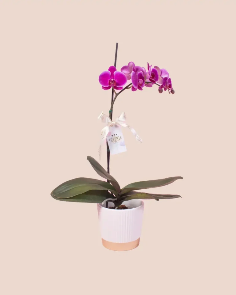 Orquídea